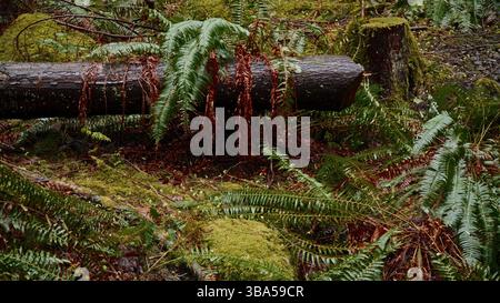 Umgefallener Baumstamm, bedeckt mit Farnen und Moos in einem üppigen Wald Stockfoto