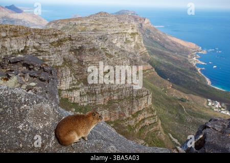 Der Felshyrax, auch Dassie, Cape hyrax, Felshase und coney genannt, und der aussichtspunkt des berühmten Tafelbergs und des Kap der Guten Hoffnung, CA Stockfoto