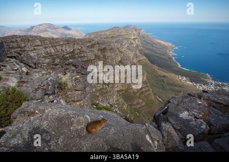 Der Felshyrax, auch Dassie, Cape hyrax, Felshase und coney genannt, und der aussichtspunkt des berühmten Tafelbergs und des Kap der Guten Hoffnung, CA Stockfoto