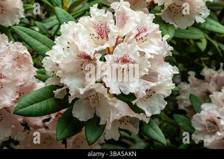 WA28422-00...WASHINGTON - Ein Blick aus der Nähe eines Klosters mit Rhododendron-Blüten, das im Washington Park Arboretum blüht. Stockfoto