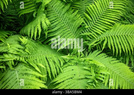 WA28346-00...WASHINGTON - Ferns im Washington Park Arboretum mit einem Schachtelhalm, der aus dem Zentrum wächst, in Seattle. Stockfoto