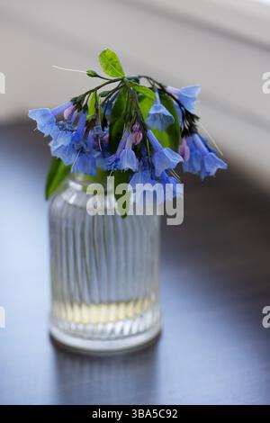 Virginia Blauglocken (Mertensia virginica) in einer klaren Glasvase auf einem Tisch neben einem Fenster. Stockfoto