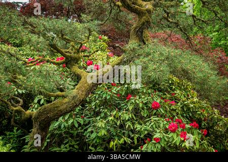 WA28453-00...WASHINGTON - Moosbedeckter gedrehter Kiefernstamm und rote Rhododendron im Kubota Garden in Seattle. Stockfoto