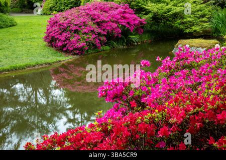 WA28455-00...WASHINGTON - Azaleen in Blüte und spiegeln sich im stillen Wasser eines kleinen Teichs im Kubota Garden in Seattle. Stockfoto