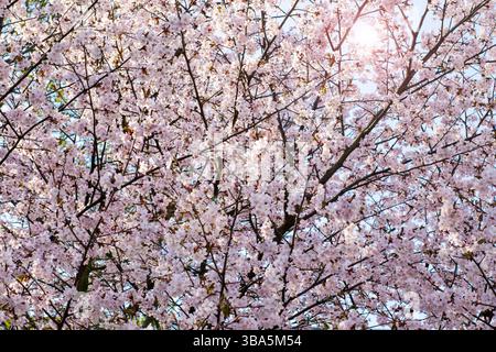 Die helle Sonne scheint wunderschön durch die zarten Zweige eines Kirschblütenbaums und schafft eine schöne und lebendige Szene Stockfoto