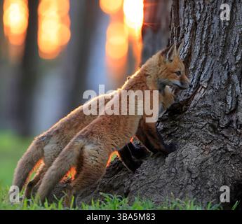 Rotfuchsbabys porträtieren im Gras bei Sonnenuntergang, Kanada Stockfoto