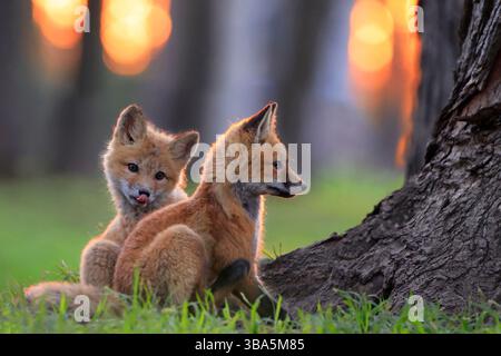 Rotfuchsbabys porträtieren im Gras bei Sonnenuntergang, Kanada Stockfoto