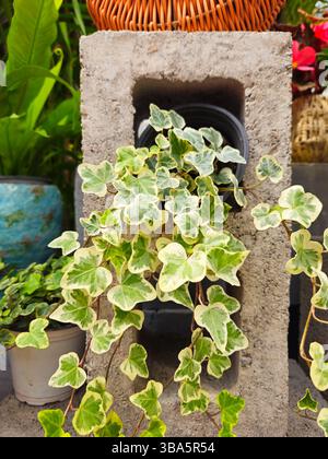 Verschiedene englische Evy Cascading from Concrete Block in Garden Setting Stockfoto