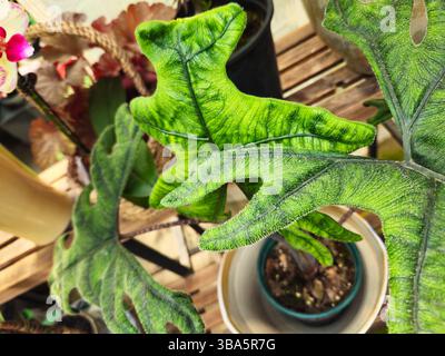 Indonesien Alocasia Jacklyn lässt sich in einem Topf-Arrangement mit geäderter Textur und tiefen Lappen Stockfoto