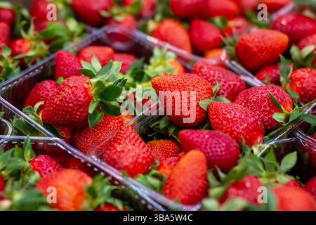 Ein lebhaftes Bündel frischer Erdbeeren, die ordentlich in Kunststoffbehältern auf einem Tisch platziert werden und zum Verzehr oder zur Präsentation bereit sind Stockfoto