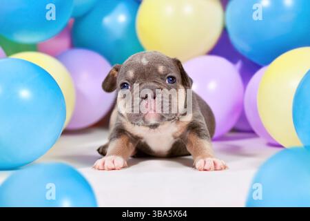 Blau braun französischer Bulldoghund Hündchen zwischen bunten Ballons Stockfoto