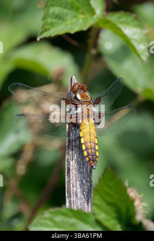 Breiter Körper Jagdfliege Libellula depressa, braune Augen, Thorax und Flügelbasis, flache braungelbe Abdomen-gelbe Flecken an den Seiten Stockfoto
