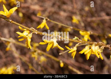 Gelbe Blüten auf einem Zweig auf braunem Hintergrund. Helle gelbe Forsythia Blumen auf festem gelbem Hintergrund Frühlings-Blumenmuster für Tapeten, Design Stockfoto