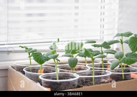 Keimlinge von Gurken und Wassermelonen vor dem Hintergrund von Fensterjalousien, die Gartenarbeit Stockfoto