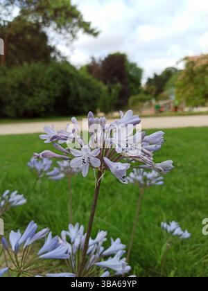 Afrikanische Lilie, gemeiner Agapanthus, Afrikaanse lelie, Agapanthe précoce, Agapanto, Lírio do nilo - Agapanthus praecox - Liliaceae, Amaryllidaceae Stockfoto