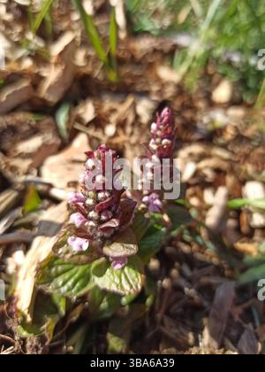 Pyramidenpfogel, Pyramidenkeule, Búgula piramidal, Pyramidengünsel, Bugola piramidale, Bugle pyramidale - Ajuga pyramidalis - Lamiaceae Stockfoto