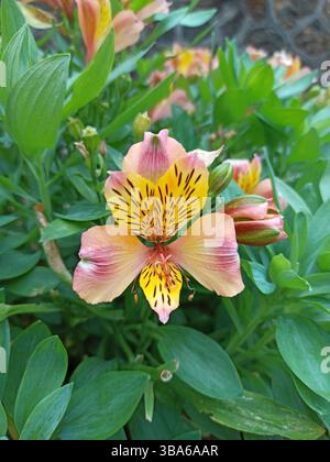 Peruanische Lily, Lys des Incas, Amancay - Alstroemeria aurea - Alstroémériacées, Alstroemeriaceae Stockfoto