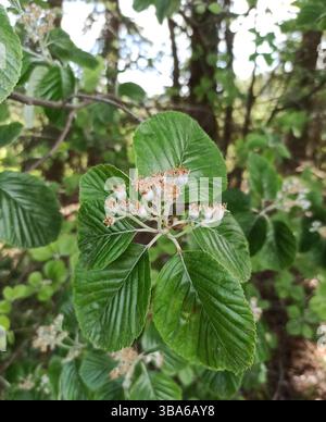 Weißbalken, Alisier blanc, Alouchier, Allier - Aria edulis, Sorbus Aria - Rosaceae, Rosacées Stockfoto