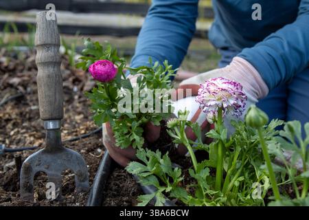 Hände Pflanzen Ranunkel-Setzlinge in einem urbanen Gartenbeet. Stockfoto