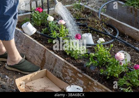 Bewässerung frisch gepflanzter Ranunkel-Setzlinge in einem Garten im Hinterhof Stockfoto