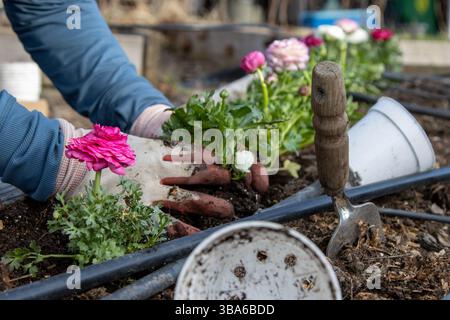 Hände Pflanzen bunte Ranunkel-Setzlinge in einem Gartenbeet im Garten. Stockfoto