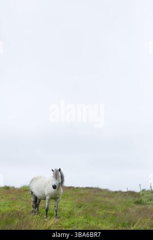 Weißes Pferd, das allein auf einem grasbewachsenen Hügel in Island steht Stockfoto