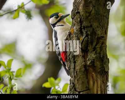 Männlich mit Fleckenspecht, der auf Baumstamm sitzt. Der Großspecht oder Dendrocopos Major ist ein mittelgroßer Specht mit schwarz-weißem Gefieder und rotem Fleck am Unterbauch Stockfoto