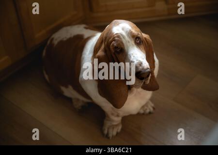 Basset Hound Dog sitzt drinnen auf Holzboden mit sanfter Beleuchtung Stockfoto