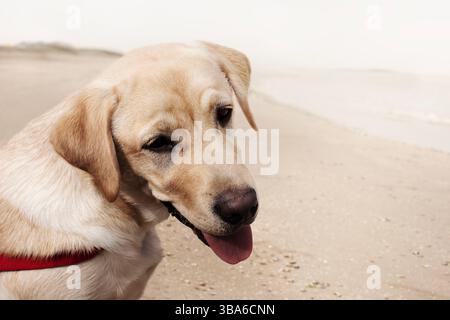 Glücklicher Hund ​​looks neugierig am Meer Stockfoto