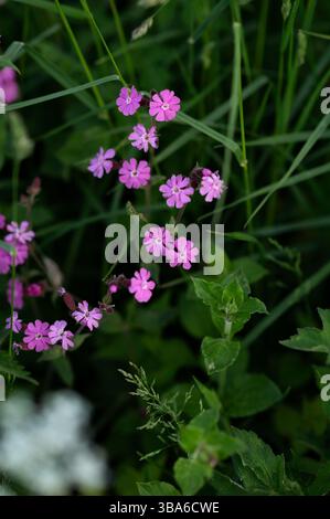 Rosafarbene Blumen im Garten, Frühlingskonzept. Stockfoto