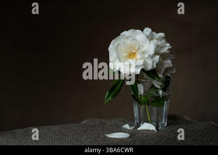 Weiße Gartenrosen in einem Glas auf dunklem Hintergrund. Stockfoto