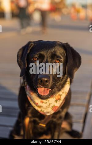 Black Labrador Retriever trägt Bandana bei Sonnenuntergang auf einer Promenade Stockfoto