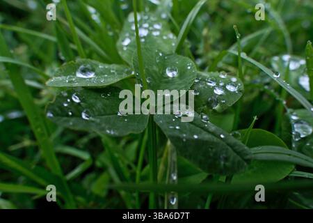 Wassertropfen auf grünes Gras. Regentropfen auf grünen Kleeblättern. Nahaufnahme. Stockfoto
