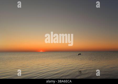 Pelikan fliegt über ruhiges Wasser wunderschöner Sonnenuntergang Cape Hatteras N Stockfoto