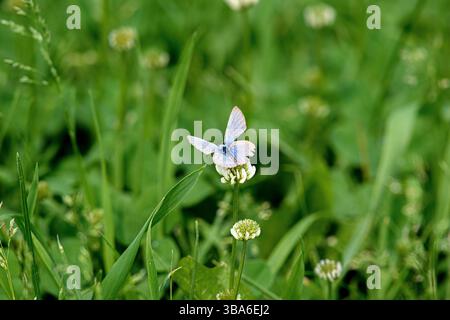 Blauer Schmetterling, der auf einem Klee auf einer Frühlingswiese liegt Stockfoto