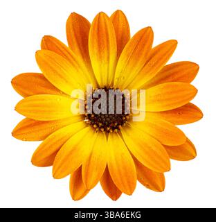 Wundervolle Sonnenblume (Marguerite) mit Wassertropfen in der Aussicht von oben. Ausschnitt, einschließlich Beschneidungspfad. Stockfoto