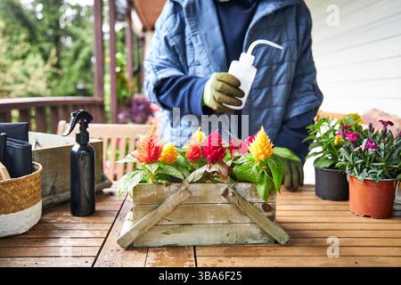 Frau in einer blauen Jacke, die ein Blumenarrangement mit bunten Celosia-Setzlingen in einer Holzkiste auf einem Holztisch auf einer Sommerveranda tränkt Stockfoto