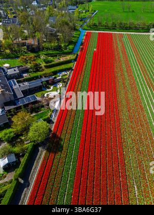 Aus der Vogelperspektive pulsierende Tulpenfelder in voller Blüte, umgebende Industriegebäude in ländlicher Landschaft. Bunte Blumenreihen erstrecken sich in Richtung Stockfoto