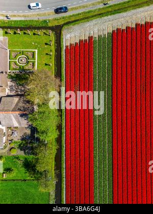 Aus der Vogelperspektive pulsierende Tulpenfelder in voller Blüte, umgebende Industriegebäude in ländlicher Landschaft. Bunte Blumenreihen erstrecken sich in Richtung Stockfoto