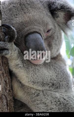 Nahaufnahme eines Koalabären, der in einem Eukalyptus eines Kaugummibaums schläft Stockfoto