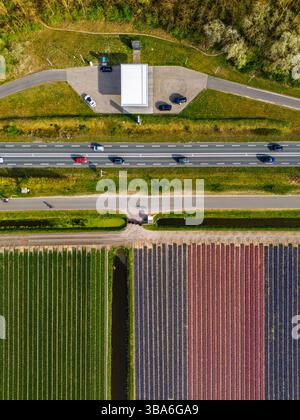 Aus der Vogelperspektive pulsierende Tulpenfelder in voller Blüte mit farbenfrohen Blumenreihen in einer ländlichen Landschaft, mit nahe gelegenen Straßen, Farmen und einem weit entfernten t t Stockfoto