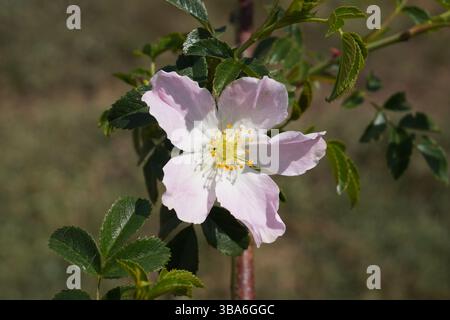 Wilde Hunderosen im späten Frühling. Einzelner Blumenkopf an Strauchpflanze. Stockfoto