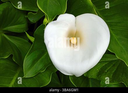 Einzelne Arum Lily alias Calla Lily umgeben von Blättern, ein grafisches Bild Stockfoto