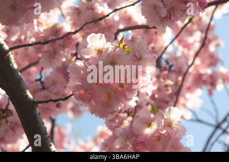 Zarte Sakura-Blüten, sonnendurchflutete Blüten, die eine sanfte Atmosphäre eines sonnigen Frühlingstages schaffen, wunderschöne Sakura-Blüten während der Frühlingssaison in t Stockfoto