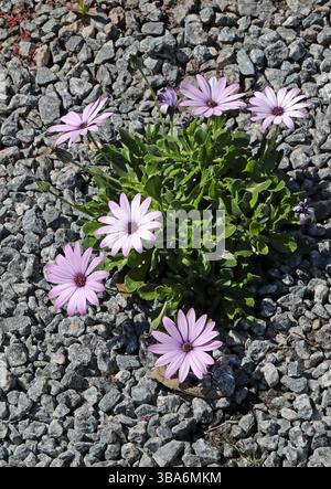 African Daisy oder Star of the Veldt, Osteospermum „Cannington Roy“, Asteraceae. Syn. Dimorphotheca „Cannington Roy“. Südafrika. Stockfoto