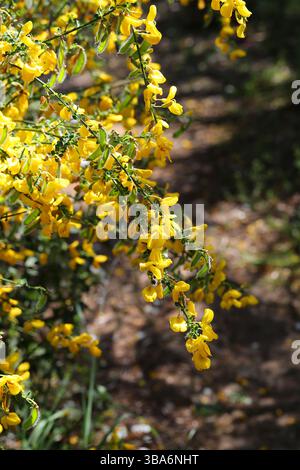 Spanischer Besen, Rush Broom oder Weaver's Broom, Spartium junceum, Fabaceae. Mittelmeer. Stockfoto