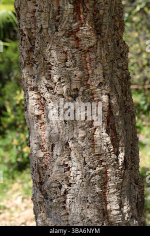 Korkeichen Baumstamm, Quercus suber, Fagaceae. Mittelmeer. Quercus suber, gemeinhin Korkeiche genannt, ist eine mittelgroße, immergrüne Eiche in der Stockfoto