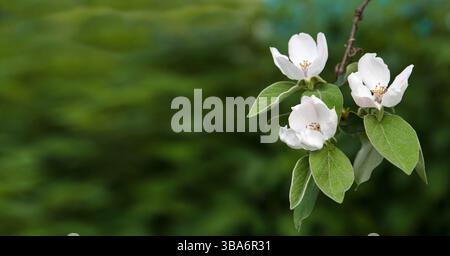 Weiße schöne Blüten einer wachsenden Quitte auf einem Obstbaum vor grünem Hintergrund. Banner Stockfoto