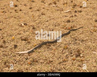 Die junge Tigerschlange Notechis scutatus schleift über trockenes Gras in Penneshaw, Kangaroo Island, Australien. Stockfoto