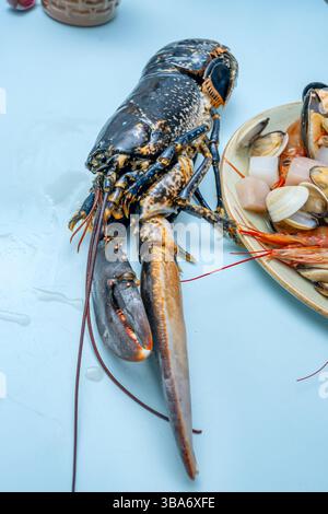 Ein blauer Hummer gereinigt und bereit zum Kochen Stockfoto